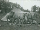 Military at their camp cutting some logs during field maneuver, 1931. - Vintage Photograph