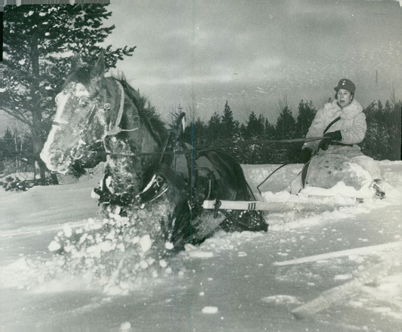 The Swedish Military army Hunting section - Vintage Photograph