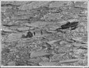 The helicopter has gone down next to the missing Finnish seal hunters' boat standing on the pack ice. - Vintage Photograph