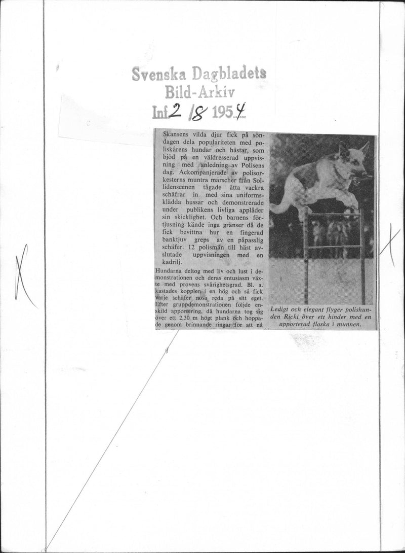 Police Dog Show at Skansen Stockholm - Vintage Photograph