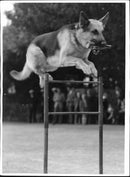 Police Dog Show at Skansen Stockholm - Vintage Photograph