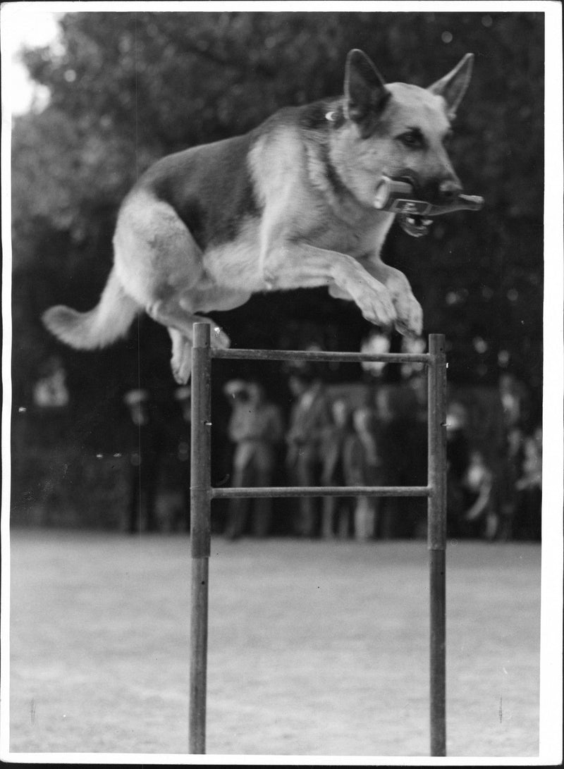 Police Dog Show at Skansen Stockholm - Vintage Photograph