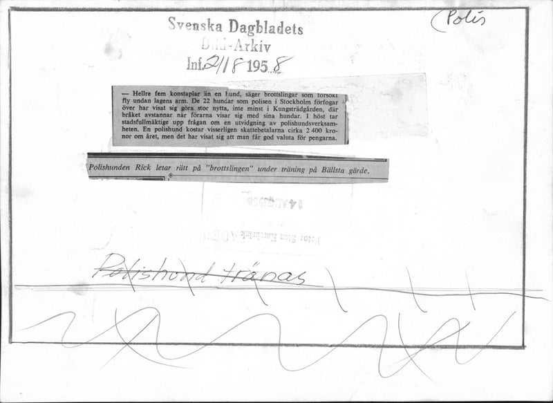 Police dog Rick looking at the offender during training on BÃ¤llsta - Vintage Photograph