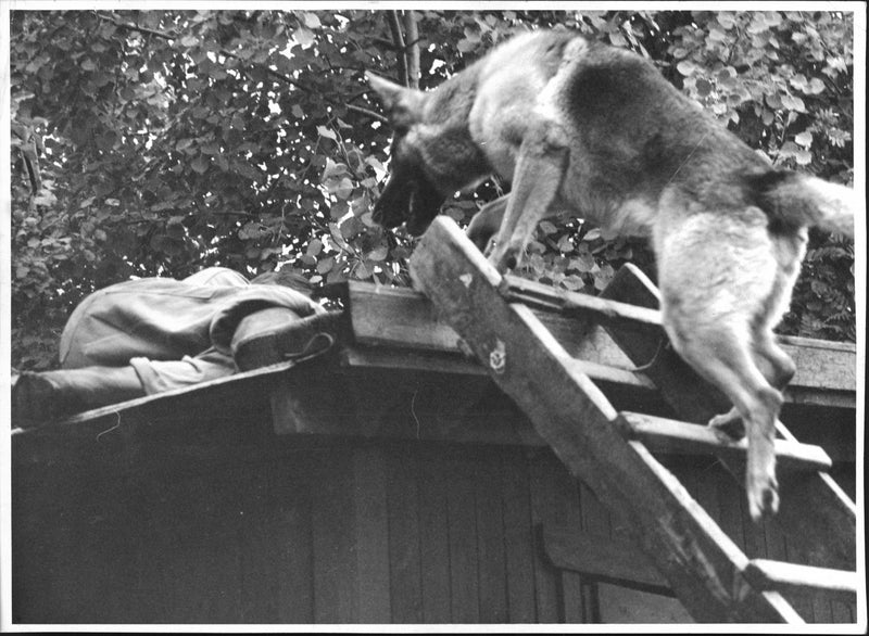 Police dog Rick looking at the offender during training on BÃ¤llsta - Vintage Photograph