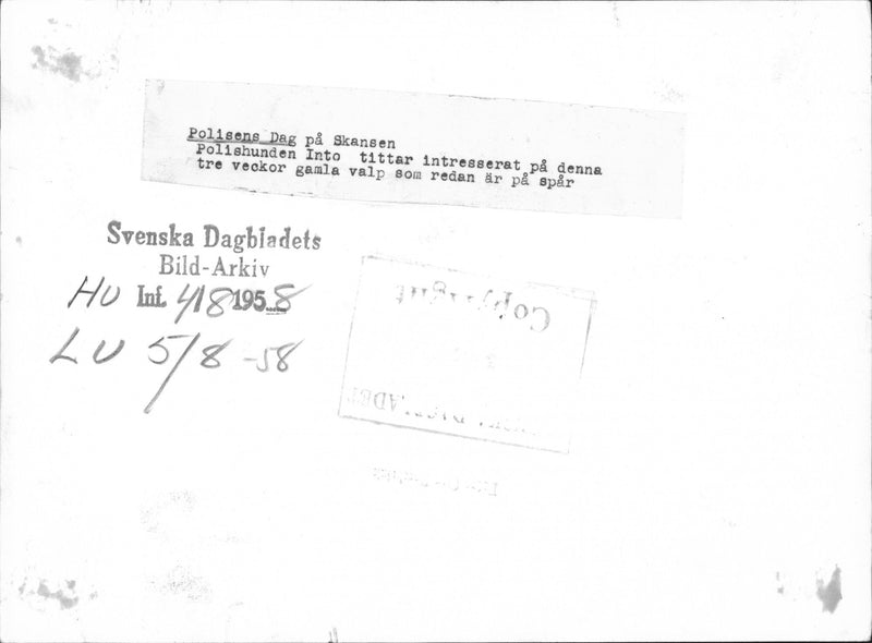 Police Day at Skansen. Police Dog Into is watching puppy - Vintage Photograph