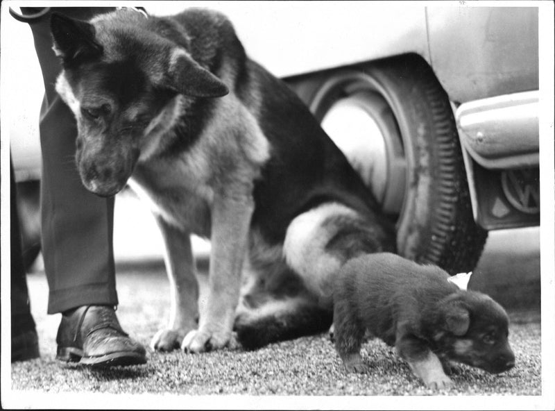 Police Day at Skansen. Police Dog Into is watching puppy - Vintage Photograph