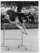 police dog on Police Day at Skansen - Vintage Photograph