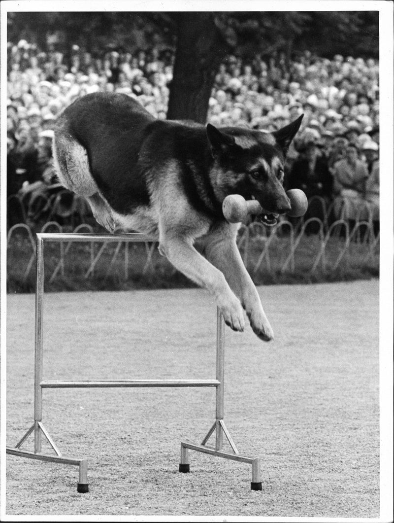 police dog on Police Day at Skansen - Vintage Photograph