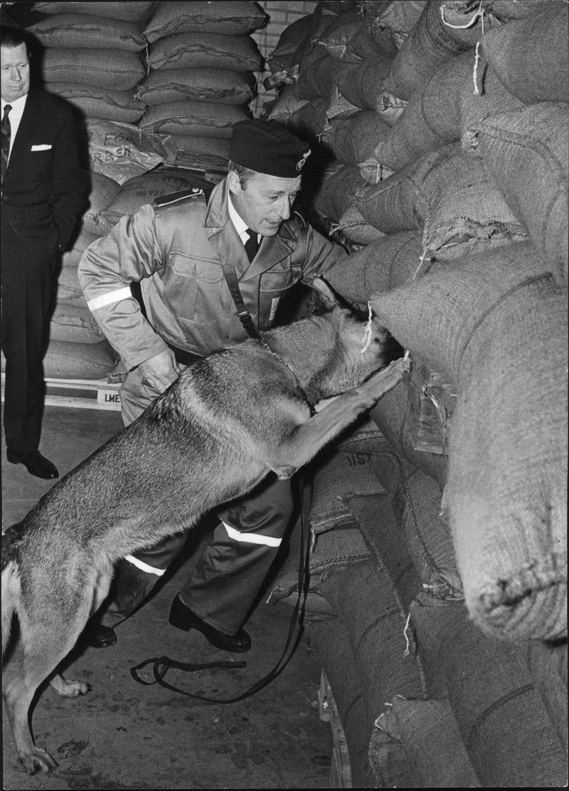 Drug searching dog and customs police - Vintage Photograph