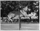 Police dog jumping over obstacles at Police Day show - Vintage Photograph
