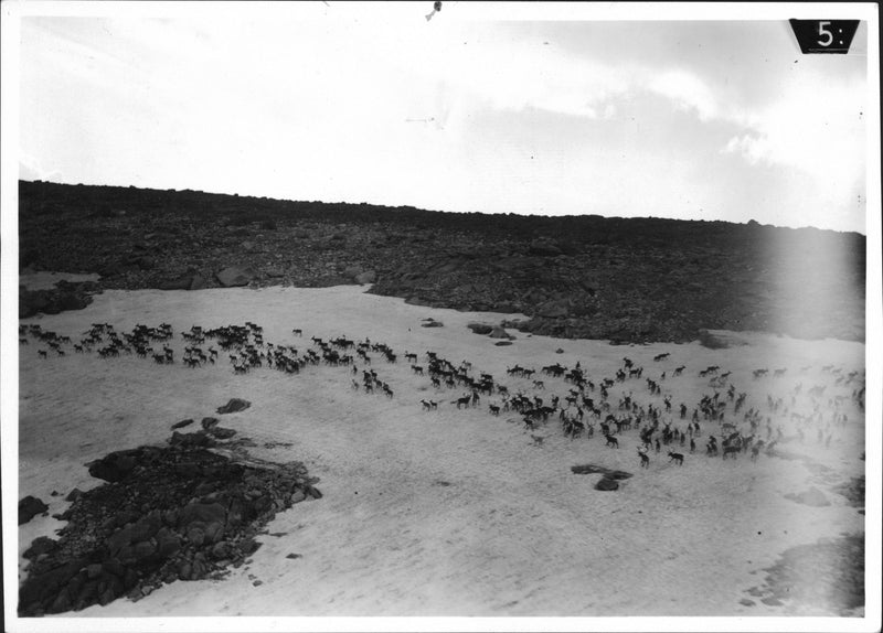 Ahrensbergs Greenland expedition 1931 - Vintage Photograph