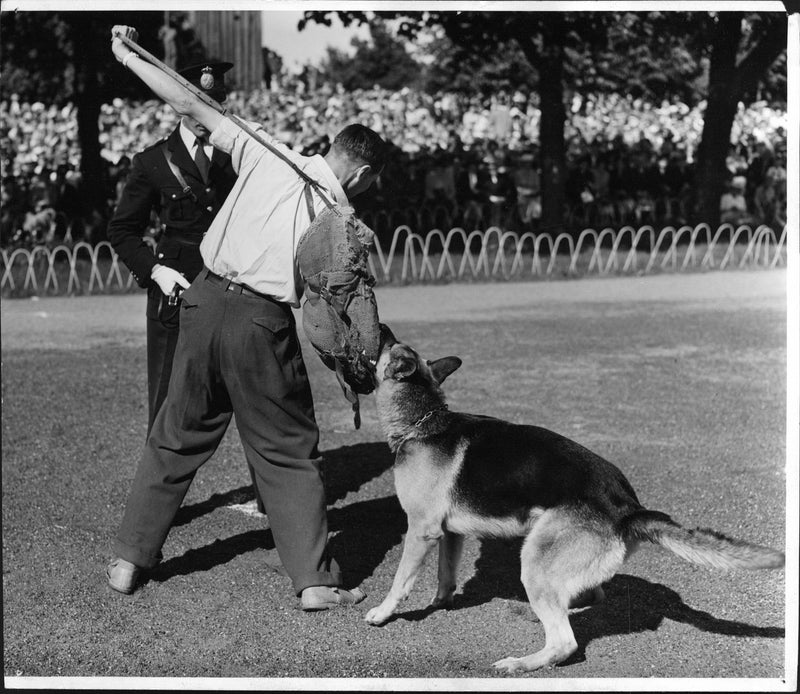Police demonstrates how a police dog act - Vintage Photograph