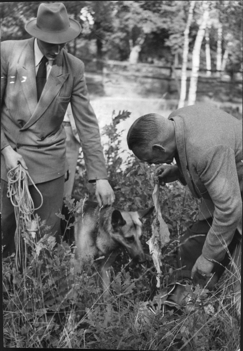 Police Dog Boy led his handler, Officer Kjell Lundgren, the poacher - Vintage Photograph
