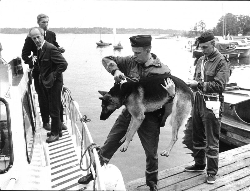 A police dog carried on board a police patrolboat to the troubled archipelago. - Vintage Photograph