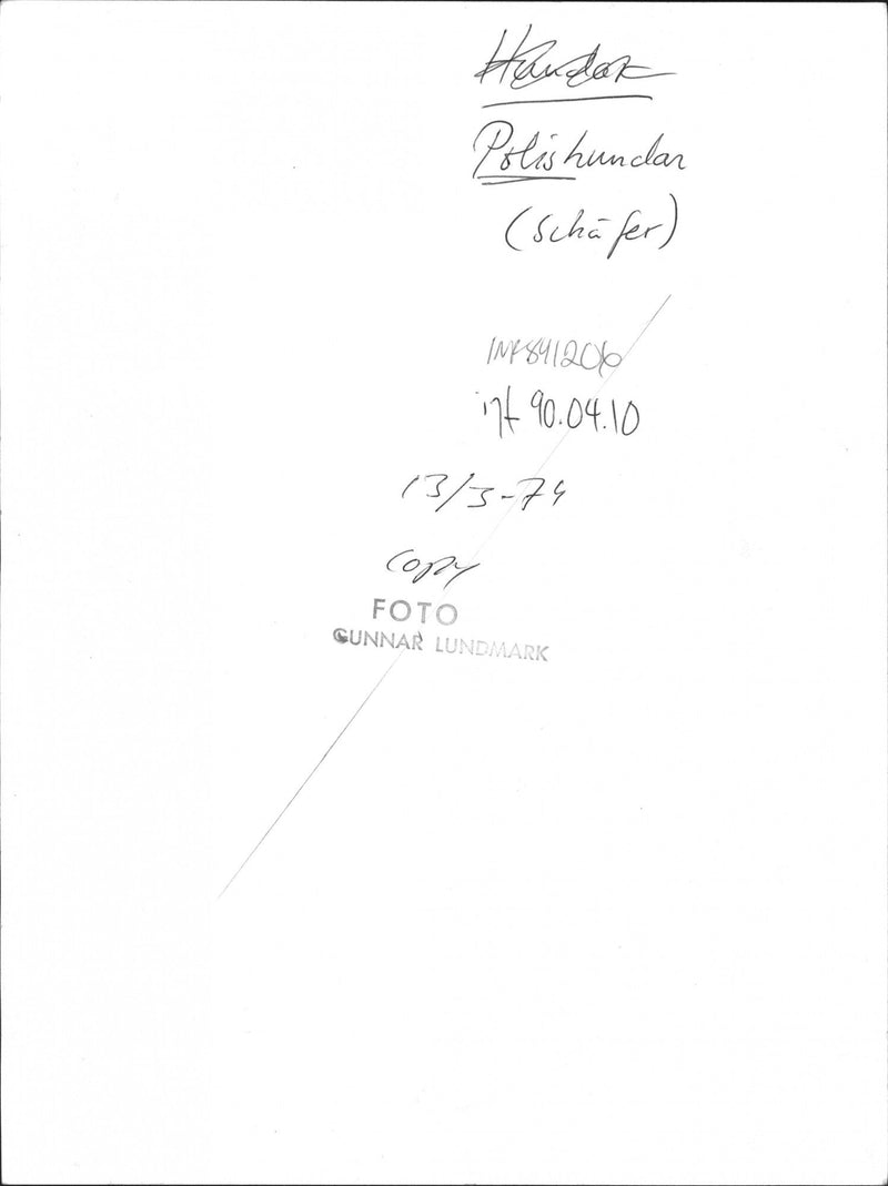 Polishund in front of a police car - Vintage Photograph