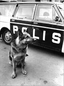 Polishund in front of a police car - Vintage Photograph