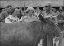 Animals evaluation during JUF's 25th anniversary in Uppsala - 20 June 1943 - Vintage Photograph