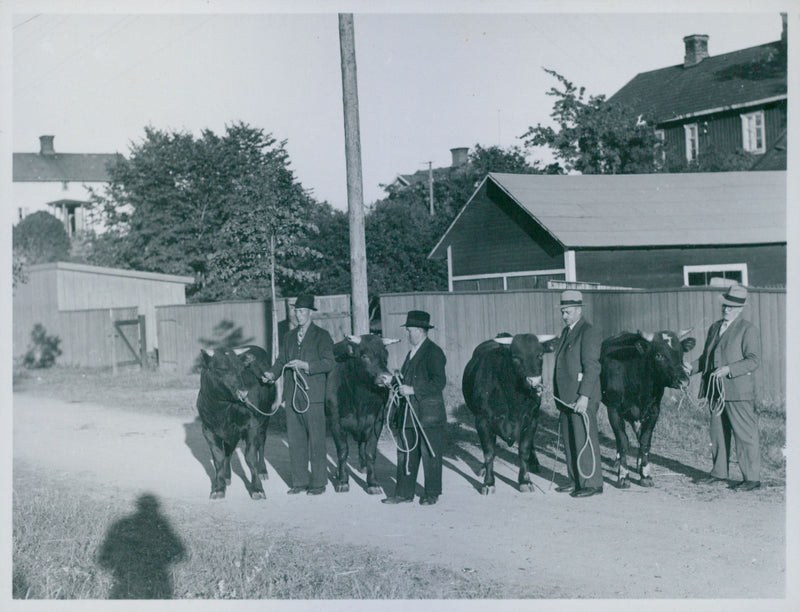 Breeding Animal auction in Flen - Year 1939 - Vintage Photograph