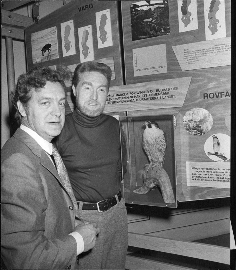Two men watching the endangered peregrine falcon at the National Museum's exhibition "Living with Nature" - Vintage Photograph