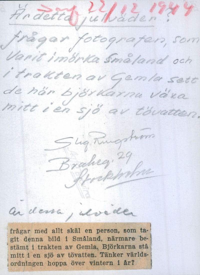 Photographer taking picture of birch trees that grew in the middle of a lake of condensation water in Gemla around Christmas Eve - 22 December 1944 - Vintage Photograph