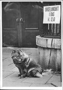 A dog outside Jacob&