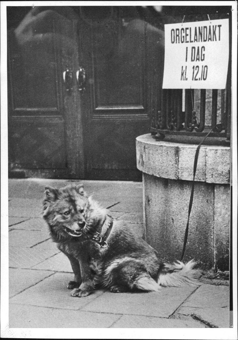 A dog outside Jacob&