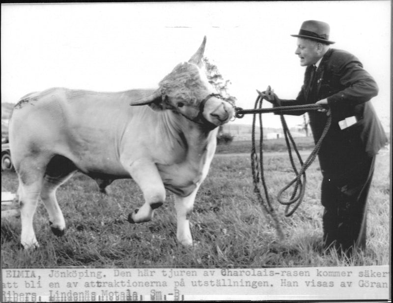 GÃ¶ran Ribers shows a Charolais animal - Vintage Photograph