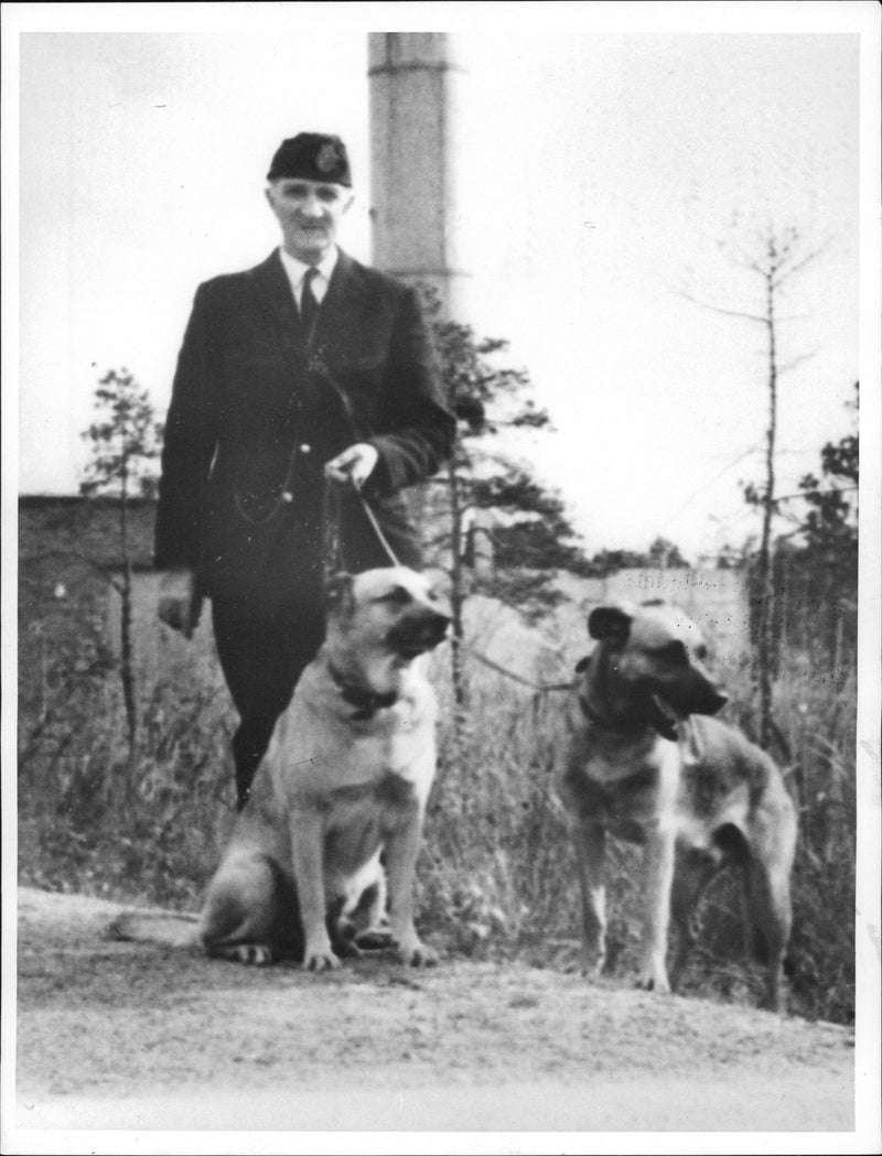 The assassinated guardian Nils Bertil Nilsson was a big dog friend. In addition to the schäferhund Hassan he had other own dogs. - Vintage Photograph