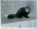 Animals other than birds were displayed on FÃ¥gelexpon on Osterman - Vintage Photograph