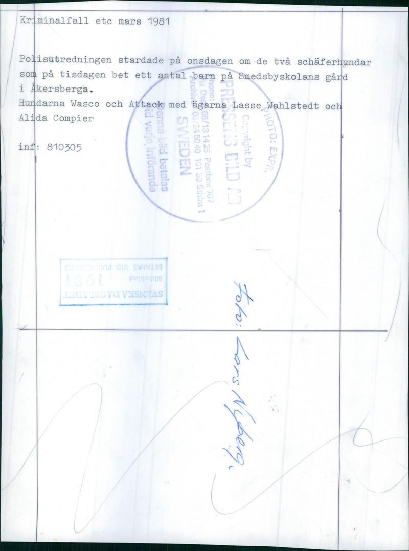 The dogs Wasco and attack with the owners Lasse Wahlstedt and Alida Compier. Police investigation after the dogs biting children on Smedby school yard. - Vintage Photograph