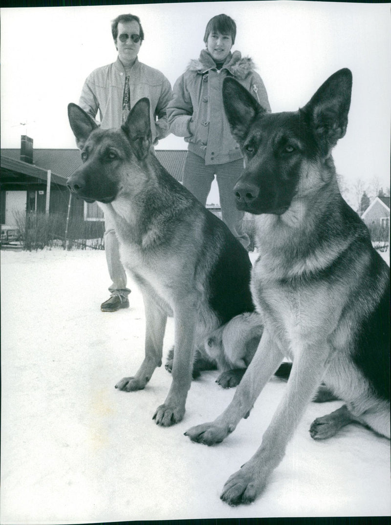 The dogs Wasco and attack with the owners Lasse Wahlstedt and Alida Compier. Police investigation after the dogs biting children on Smedby school yard. - Vintage Photograph
