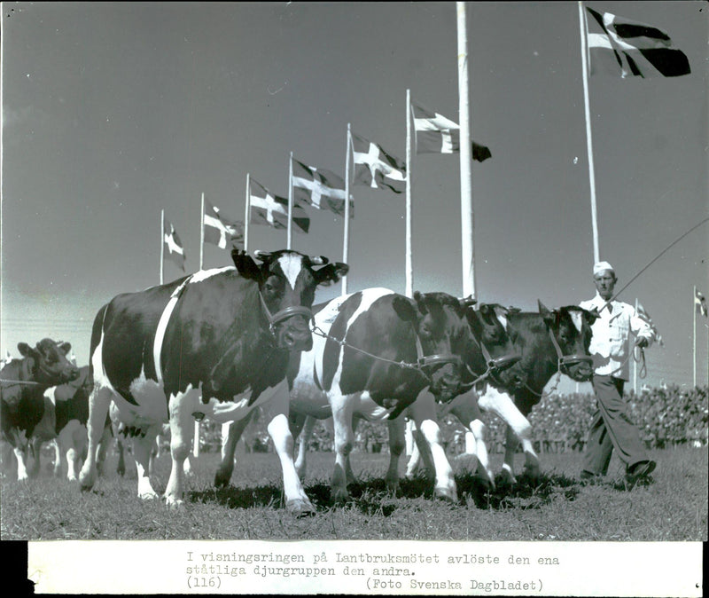 In viewing ring on Agriculture meeting succeeded one magnificent animal group second - 9 June 1946 - Vintage Photograph