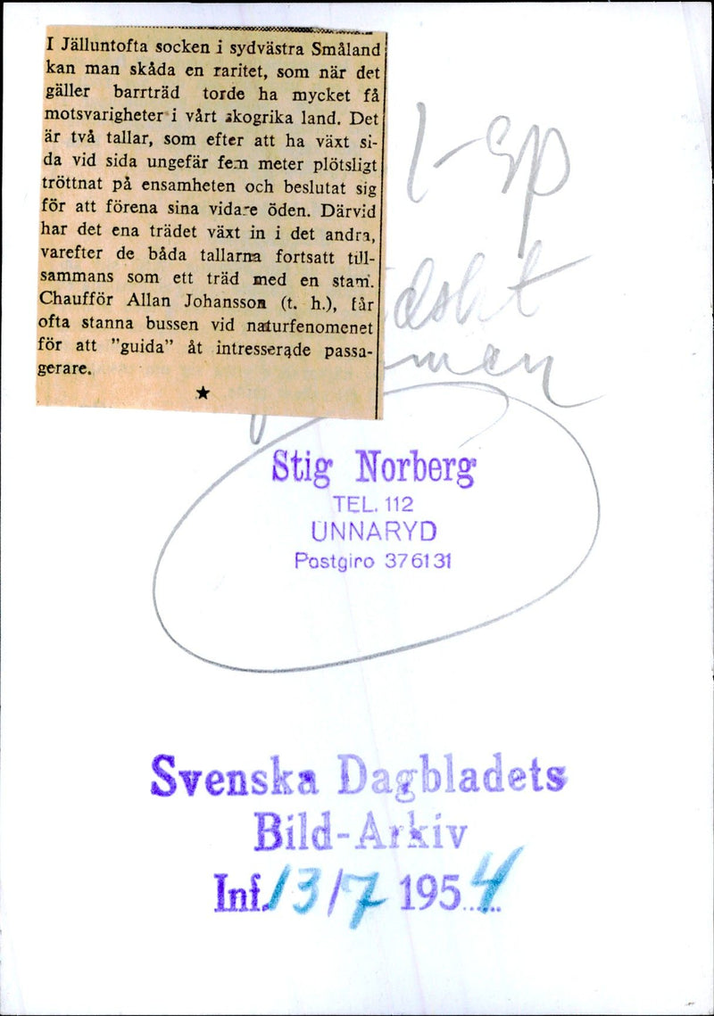 Driver Allan Johansson (right) shows interested passengers two pine trees that have grown together. - Vintage Photograph