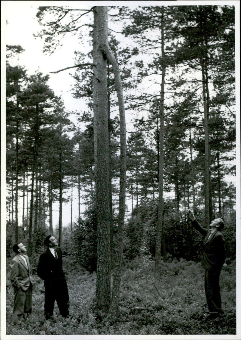 Driver Allan Johansson (right) shows interested passengers two pine trees that have grown together. - Vintage Photograph