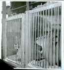 Caged lion - Vintage Photograph