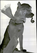 The dog Zacko - Vintage Photograph