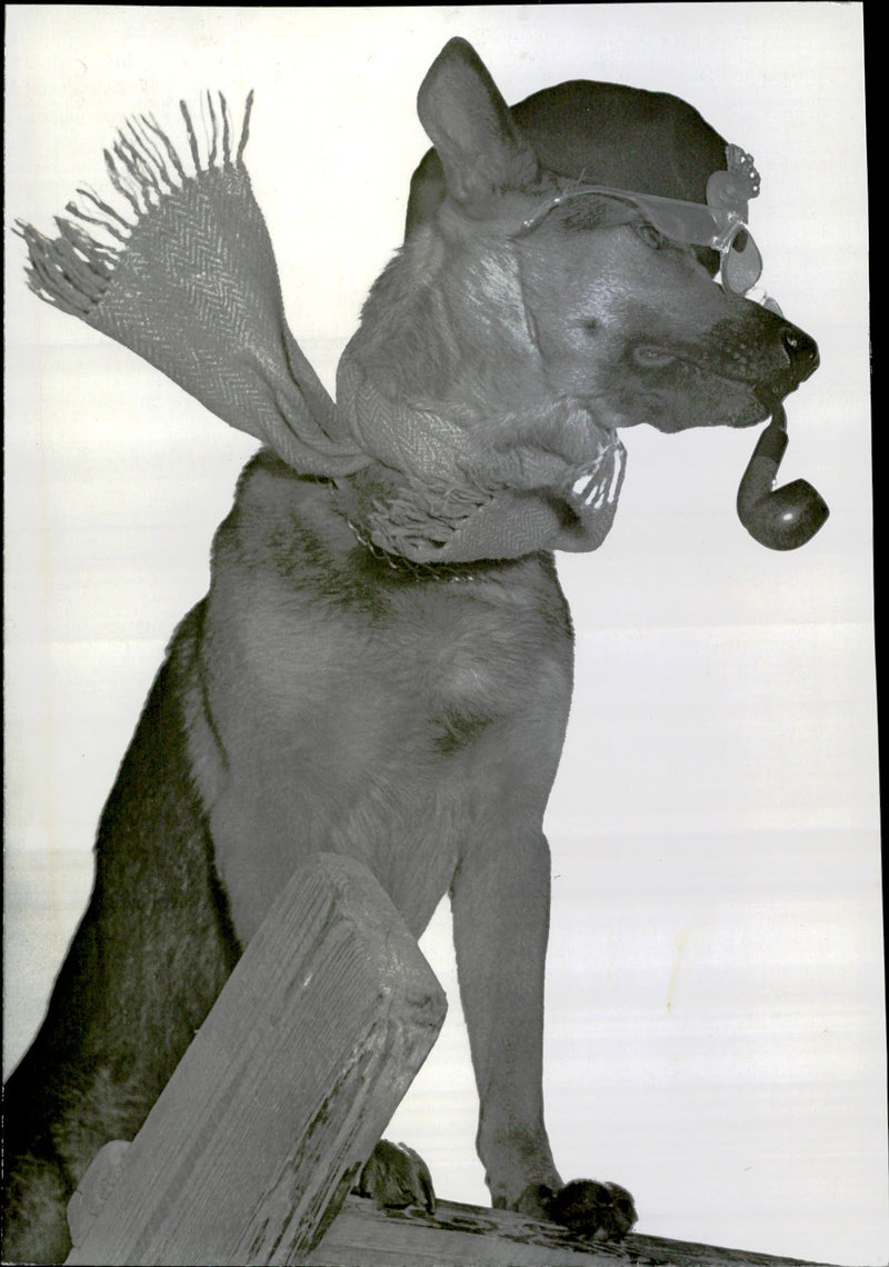 The dog Zacko - Vintage Photograph