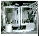 Caged lion - Vintage Photograph