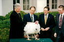 Bill Clinton along with Thanksgiving turkey - Vintage Photograph