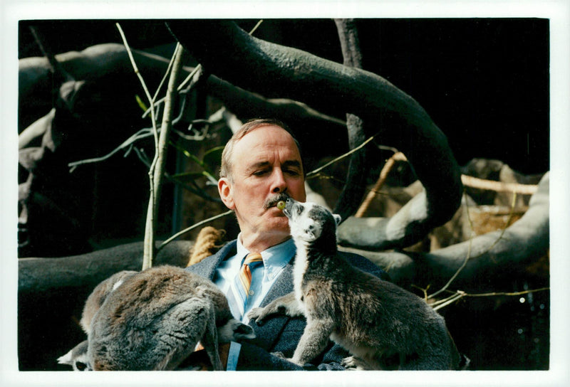 Actor John Cleese visited Stockholm recently. Here he is seen together with Skansen's lemurs - Vintage Photograph