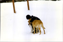 Princess Caroline walking their dogs on a skiing holiday - Vintage Photograph