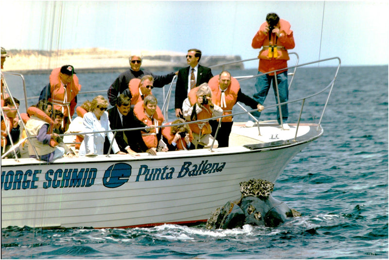 The whales swam north of the coast of Patagonia did not care much about Princess Diana&