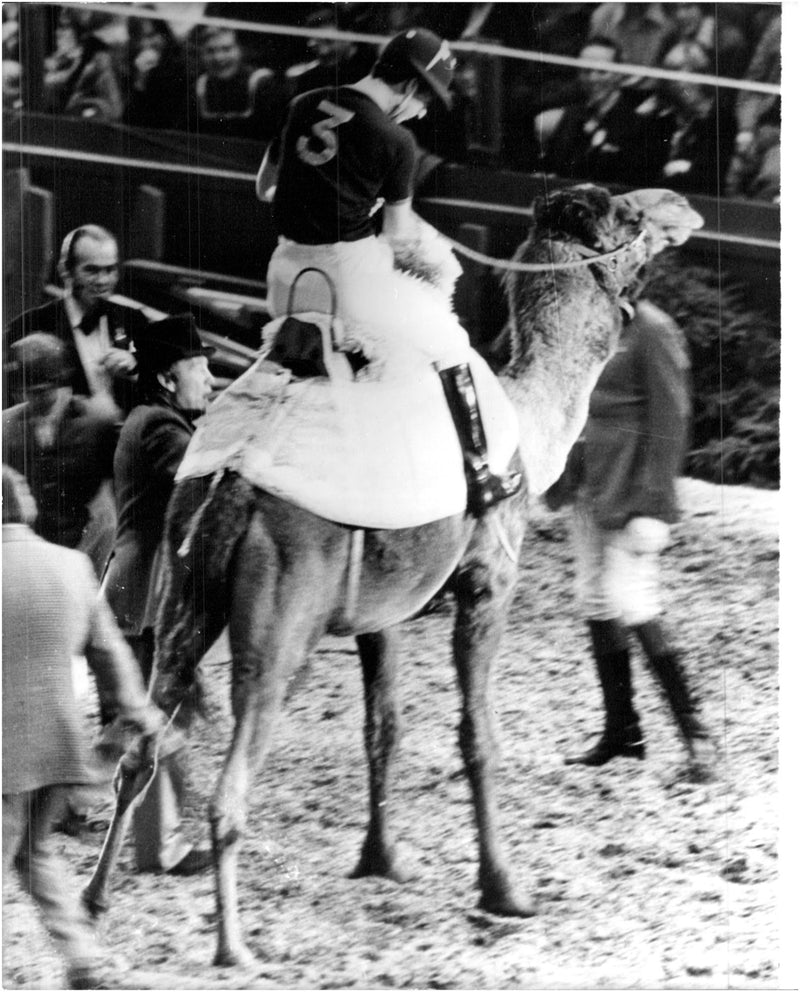 Prince Charles sitting on the camel Rosie's back - Vintage Photograph