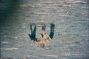 Prince William and Prince Harry wade through the water in the River Cairns with his nanny Tiggy Legge-Bourke. On holiday in Scotland. - Vintage Photograph