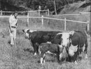 King Carl Gustaf greets the cows in the garden - Vintage Photograph
