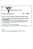 Cher appears at the 50th anniversary of the UN in the Globe - Vintage Photograph