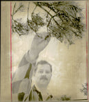 Scientist Lars FranzÃ©n blames the destruction of conifers on the sea salt - Vintage Photograph