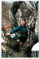 American writer Richard Preston is sitting in a tree - Vintage Photograph