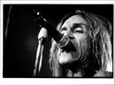 Rock singer Iggy Pop - Vintage Photograph
