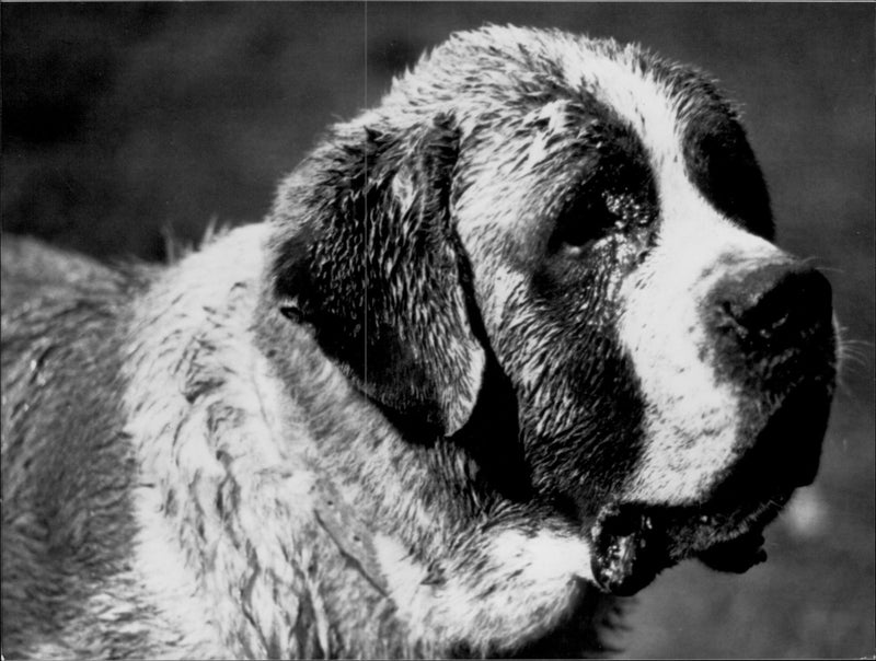 A scene from the film Cujo. - Vintage Photograph